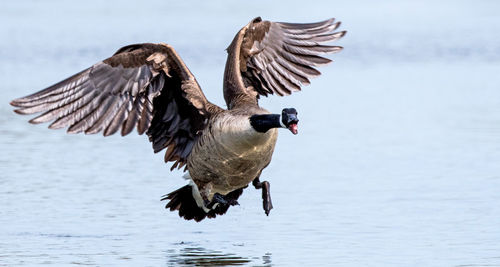 Duck swimming in lake