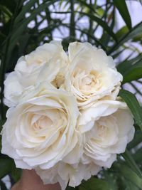 Close-up of white roses