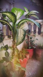 Potted plants on the wall