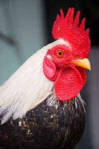 Close-up of rooster