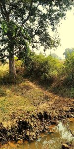 Scenic view of river in forest against sky