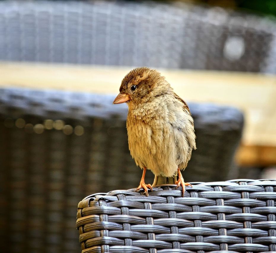 CLOSE-UP OF BIRD PERCHING ON WOOD