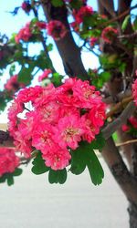 Close-up of pink flowers blooming outdoors