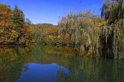 Scenic view of lake in forest during autumn