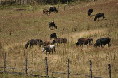 Horses grazing in a field