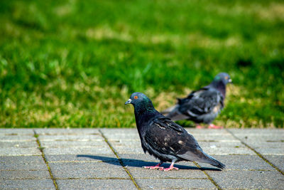 Pigeon perching on a footpath