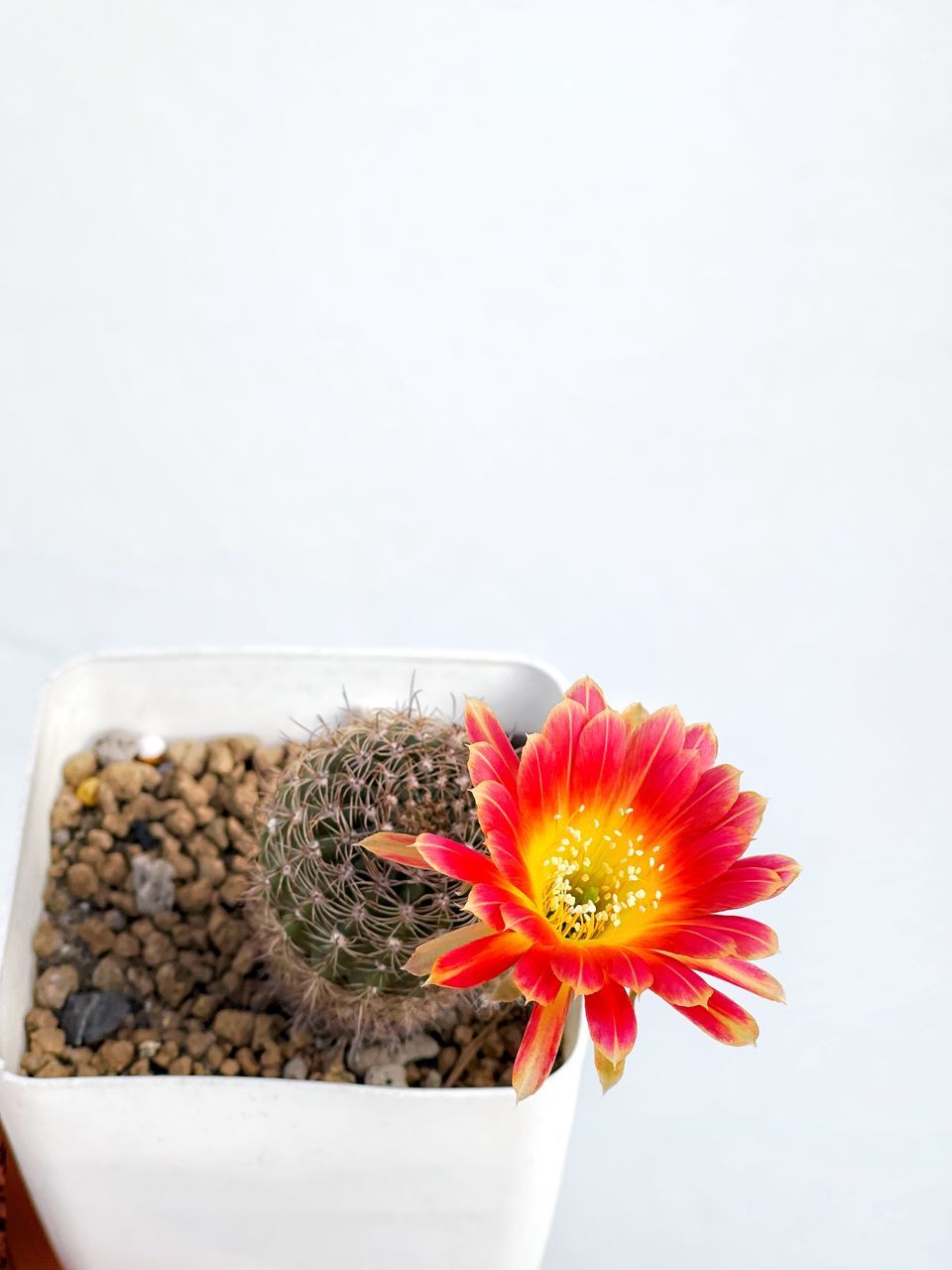 plant, flower, freshness, flowering plant, nature, studio shot, beauty in nature, flower head, copy space, indoors, flowerpot, no people, growth, white background, food and drink, container, food, fragility, close-up, houseplant, inflorescence, daisy, petal, seed, produce, cactus
