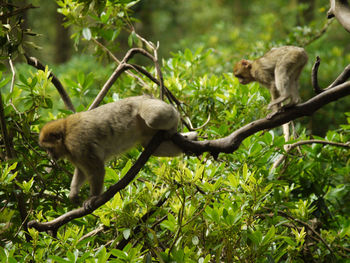 Monkeys in a forest