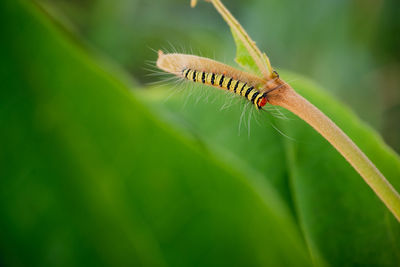 Close-up of insect on leaf