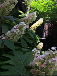 Close-up of flowers