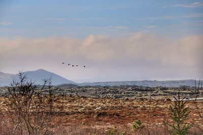 Birds flying over landscape against sky