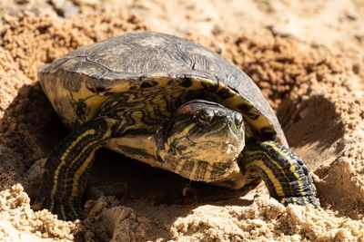 Close-up of turtle on land