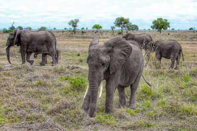 Wild african elephants in mikumi national park in tanzania in africa