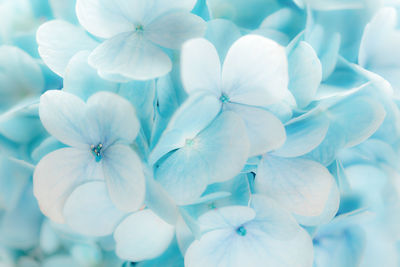 Close-up of white hydrangea flowers