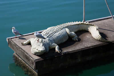 High angle view of seagulls perching on crocodile over platform in lake