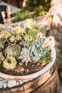 Close-up of potted plant