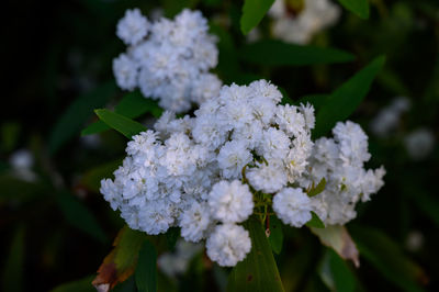 Close-up of white flowering plant