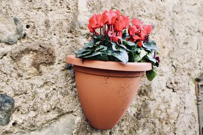 Close-up of potted plant against wall