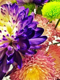 Close-up of purple flowers blooming outdoors