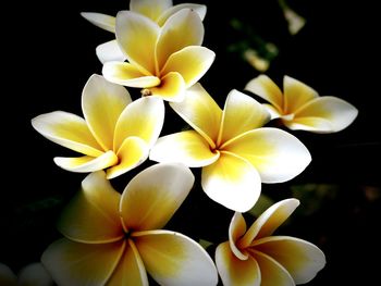 Close-up of yellow flowers against black background