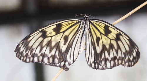 Close-up of butterfly perching on leaf