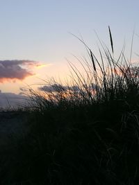 Close-up of silhouette plants against sky during sunset