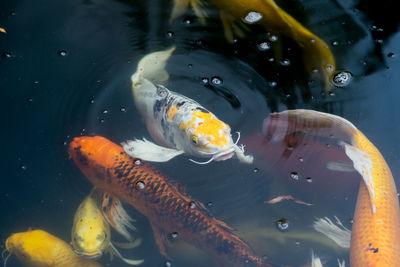 View of koi fish in water