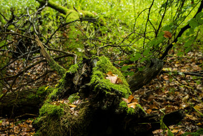 Close-up of lizard on tree in forest