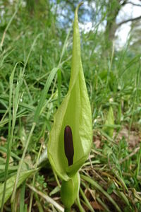 Close-up of green plant on land