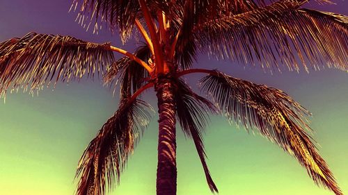 Low angle view of palm tree against blue sky