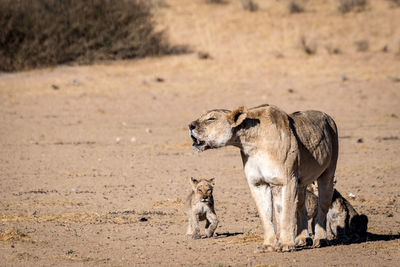 Lions on field