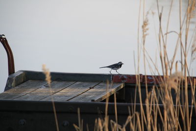 Bird perching on wood against sky