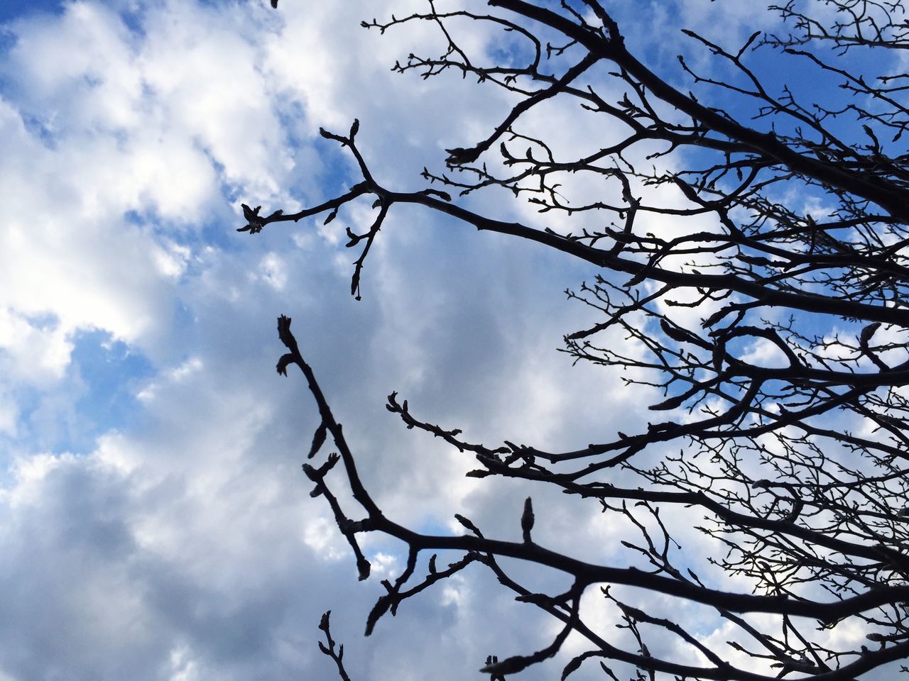 sky, low angle view, cloud - sky, cloudy, cloud, bare tree, tree, nature, tranquility, beauty in nature, branch, scenics, day, silhouette, outdoors, blue, tranquil scene, weather, no people, cloudscape