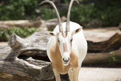 Close-up of animal on tree