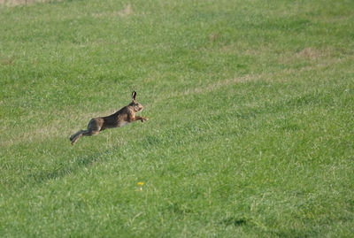 Side view of hare jumping on grassy field