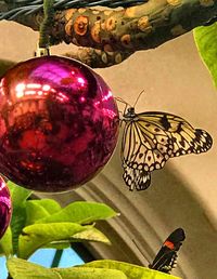 Close-up of butterfly on leaf