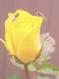 Close-up of yellow pollinating flower