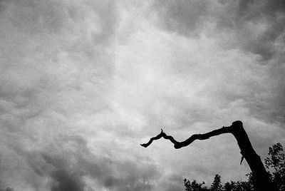 Low angle view of silhouette birds against sky