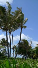Coconut palm trees on field against sky