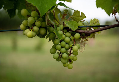 Grapes growing in vineyard