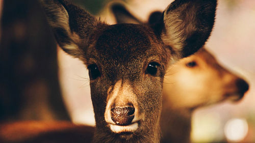 Close-up portrait of deer