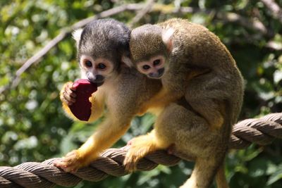 Two cute monkeys on a rope