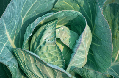 Closeup of a fresh cabbage in agricultural farm