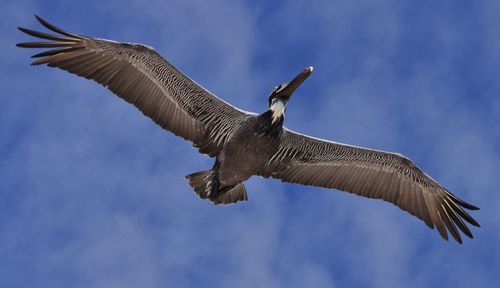 Pelicans wide eye view