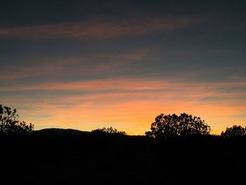 Silhouette of trees at sunset