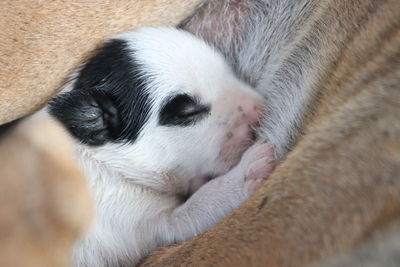 Close-up of a dog sleeping