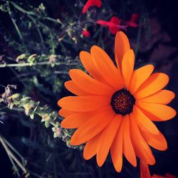 Close-up of flower blooming outdoors
