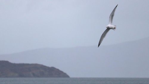 Seagull flying over sea against sky