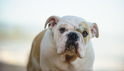 Close-up portrait of dog