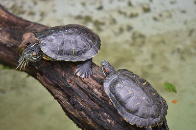 Close-up of turtles on branch